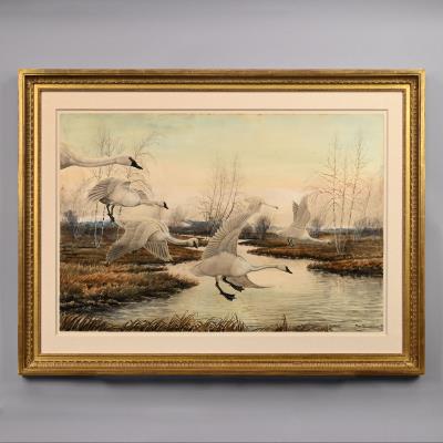 Trumpeter Swans Alighting on a Stream