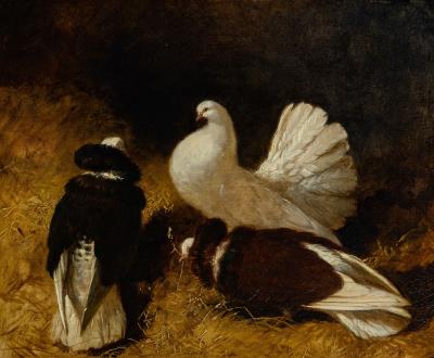 Fancy Doves