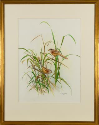 Rare Birds of China; Original Watercolor: Chinese Parrotbill (Paradoxornis heudei)