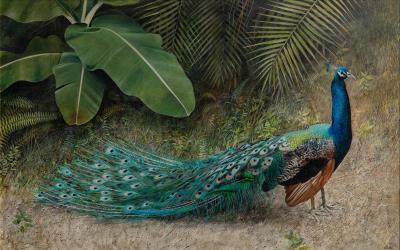 Peacock