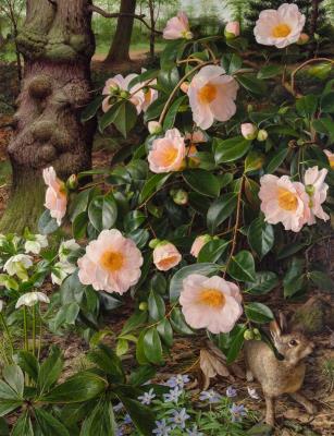 Camellia 'Mrs. D. W. Davis,' 1990