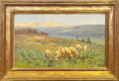 Sheep in Central Oregon