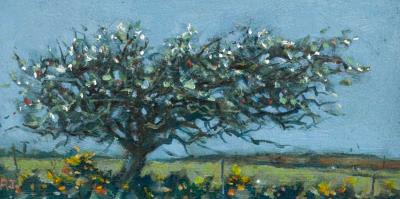 Winter Blackthorn