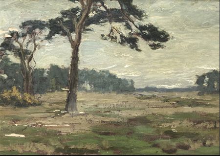 Pine Trees England