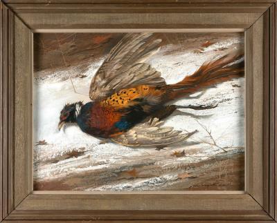 Pheasant