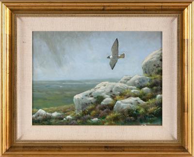 Peregrine in flight over a seacoast.
