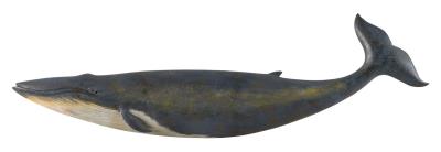 Carved Blue Whale Plaque