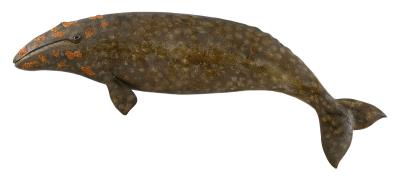 Carved Gray Whale Plaque