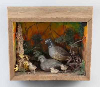 California Quail Diorama