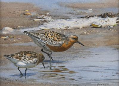 Red knots