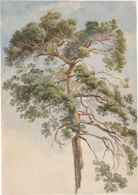 Tree Study