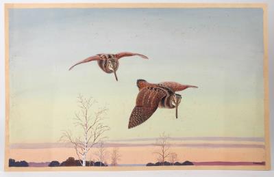 Two woodcocks in flight