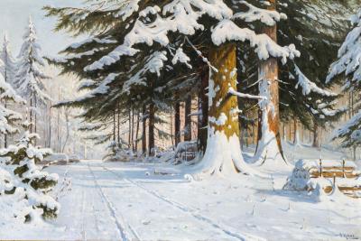 Forest path in winter