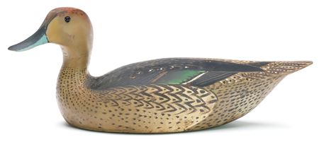 Pintail Hen