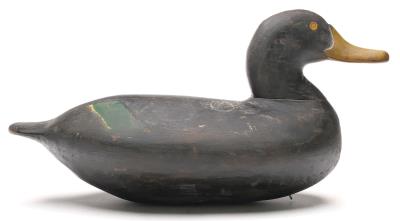 Black Duck
