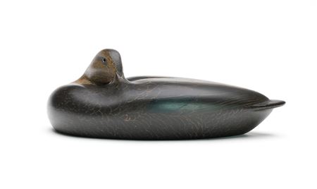 Sleeping Black Duck