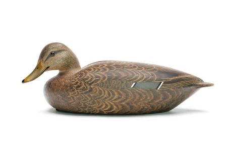 Mallard Hen