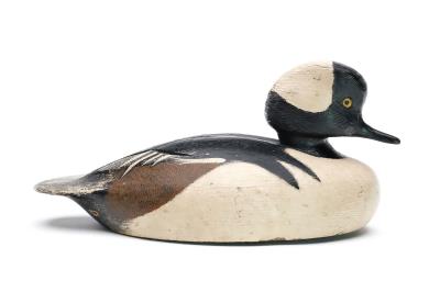 Early working hooded merganser