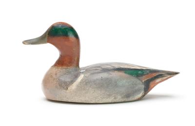 Rare greenwing teal
