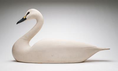 Swan