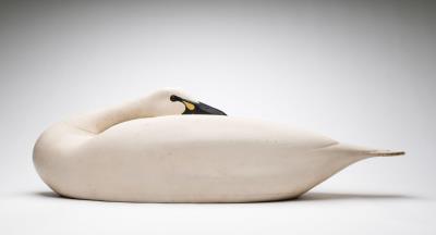 Sleeping Swan