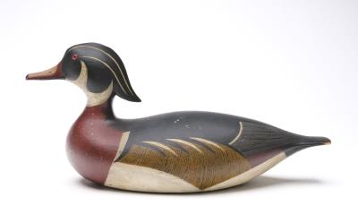Wood Duck