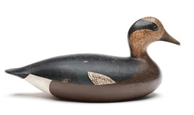 Excellent widgeon