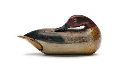Early preening green wing teal