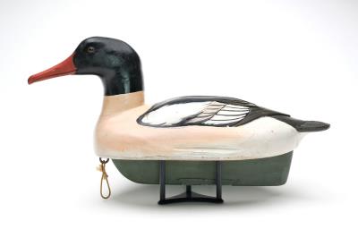 Unique American merganser