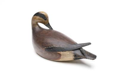 Preening Widgeon