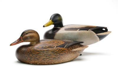 Pair of Mallards