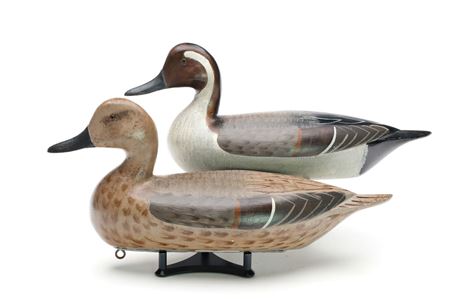 Pair of Pintails
