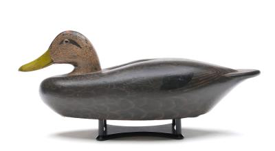 Black Duck