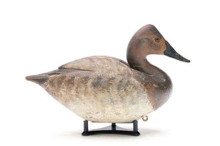 Canvasback Hen