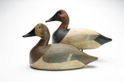 Pair of oversized canvasbacks