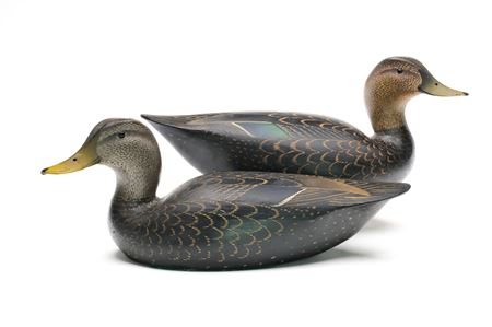 Pair of Black Ducks