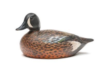Bluewing Teal