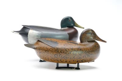 Rigmate pair of mallards