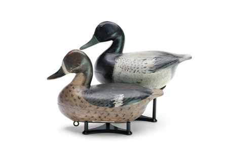 Rare Pair of Bluebills