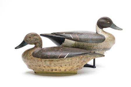 Rigmate Pair of Pintails