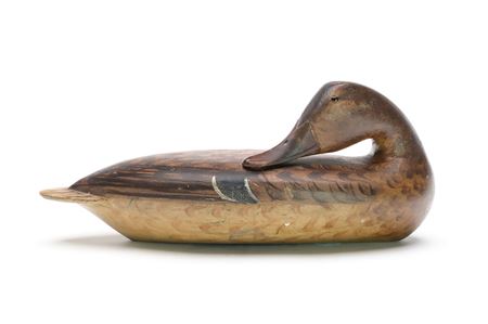 Mallard Hen