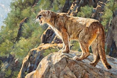 Mountain Lion On Rocky Outlook