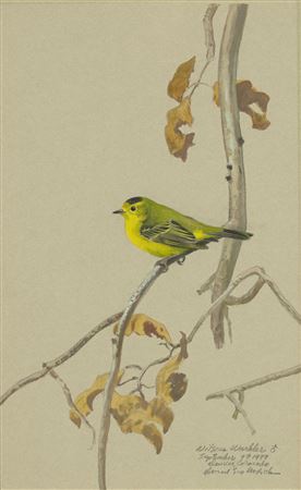 Wilson's Warbler, 1979