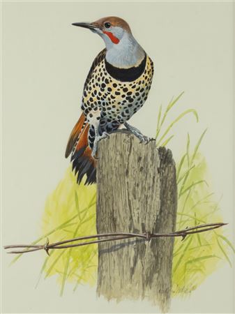 Northern Flicker