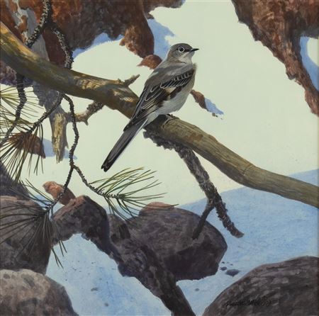 Solitary Vireo, 1979