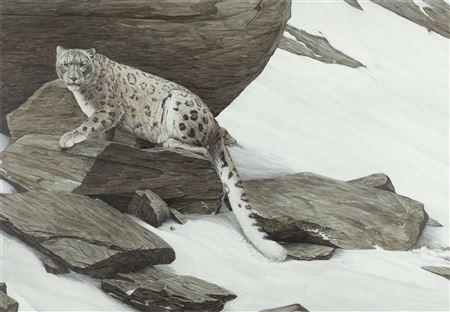 Snow Leopard, 1994