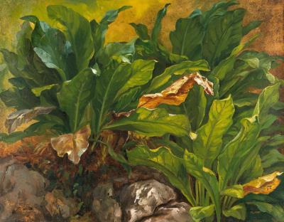 Nest fern