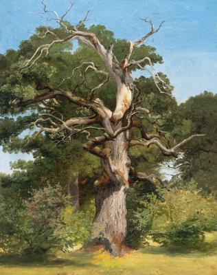 Study of an oak tree near Eberfing