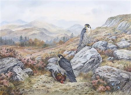 Perigrine Falcons at rest on with prey by Carl Martin Donner - Auction record, sale price, and art valuation. Compare with similar artists and explore comparable artworks.