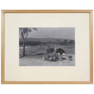An ostrich farm near Port Augusta – an illustration for the Picturesque Atlas of Australasia